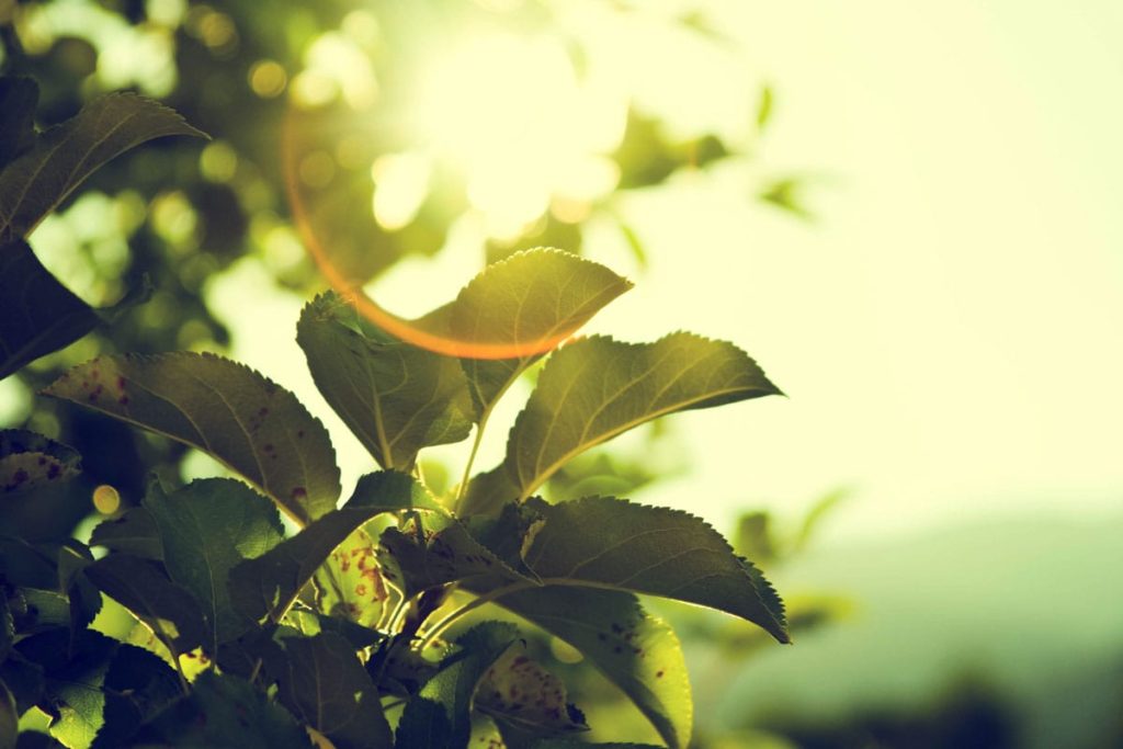 Close up of green leaves from below with sunshine above and a sun spot creating an orange ring.